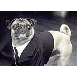 Fantasia para Cachorro Homens de Preto Frank