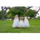 Vestido Bailarina Encantadora Branco Ivory Luxo