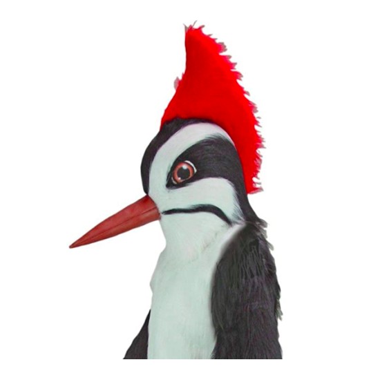 Mascote Pica Pau Adulto Pássaro