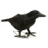 Pássaro Corvo Preto da Bruxa Malévola Bela Adormecida.