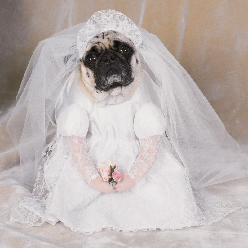 vestido noiva cachorro